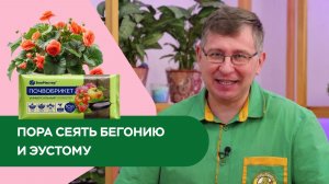 ПОРА СЕЯТЬ БЕГОНИЮ И ЭУСТОМУ