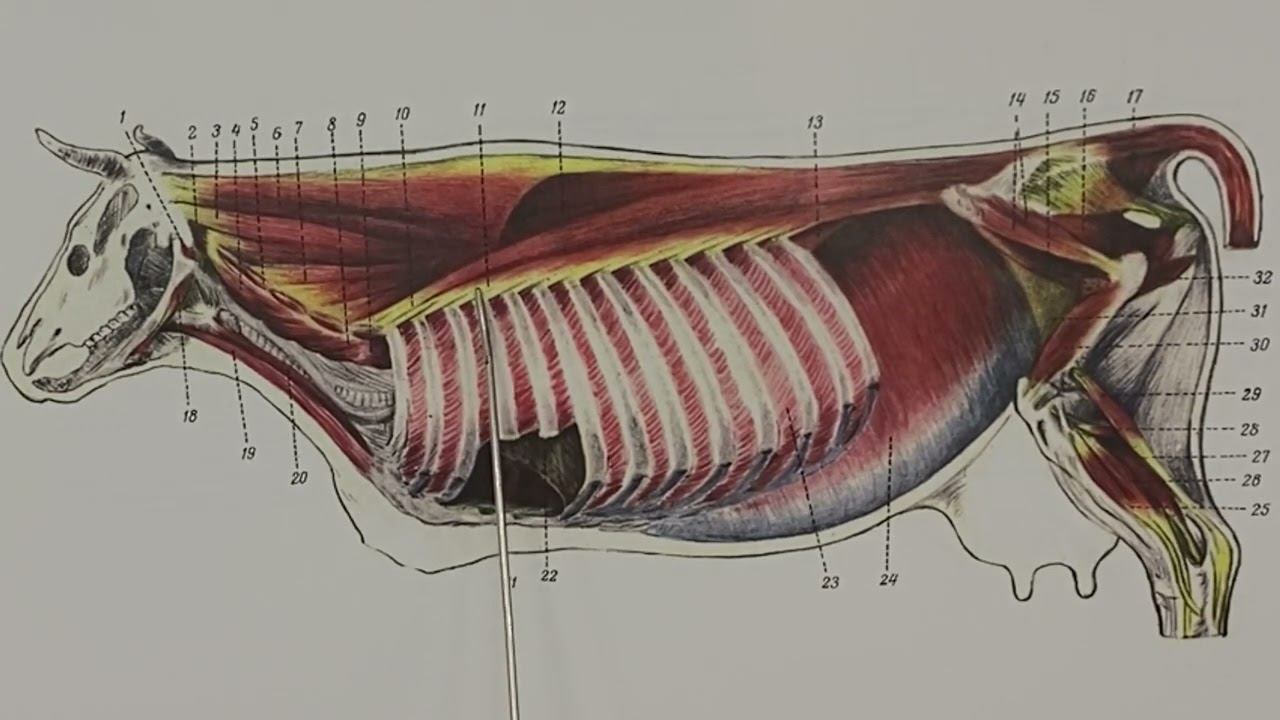 Мышцы грудной стенки (инспираторы и экспираторы)