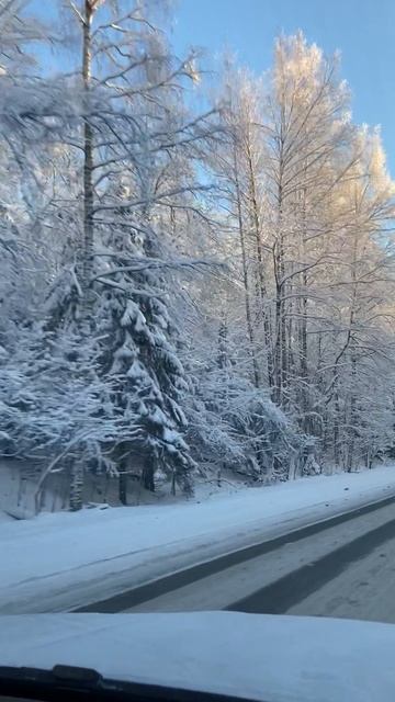 Какой красивый зимний лес. смотреть онлайн