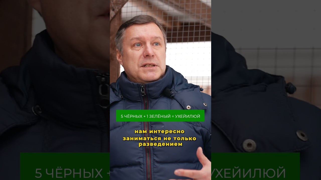 Мясо чёрной курицы Ухейилюй считается в Китае целебным! Подробности в полном выпуске на канале смотреть онлайн