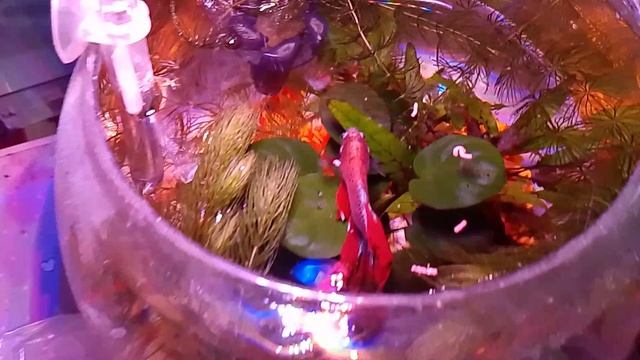 Как мои рыбки кушают медленно и быстро смотреть онлайн