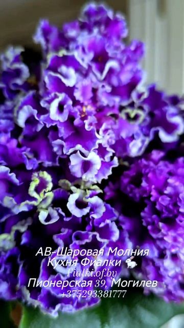 🐇❤️АВ-Шаровая Молния даже если вы равнодушны к чернильно-фиолетовому - обратите внимание на него. смотреть онлайн