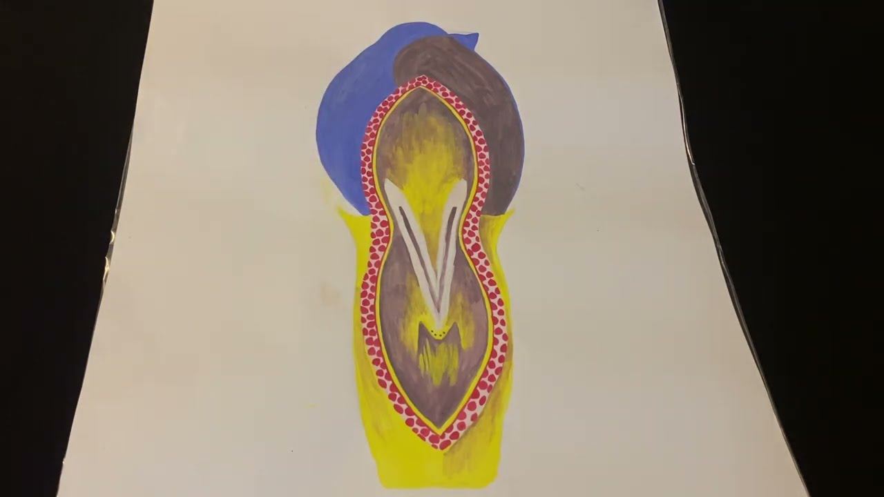 Строение мочевого пузыря