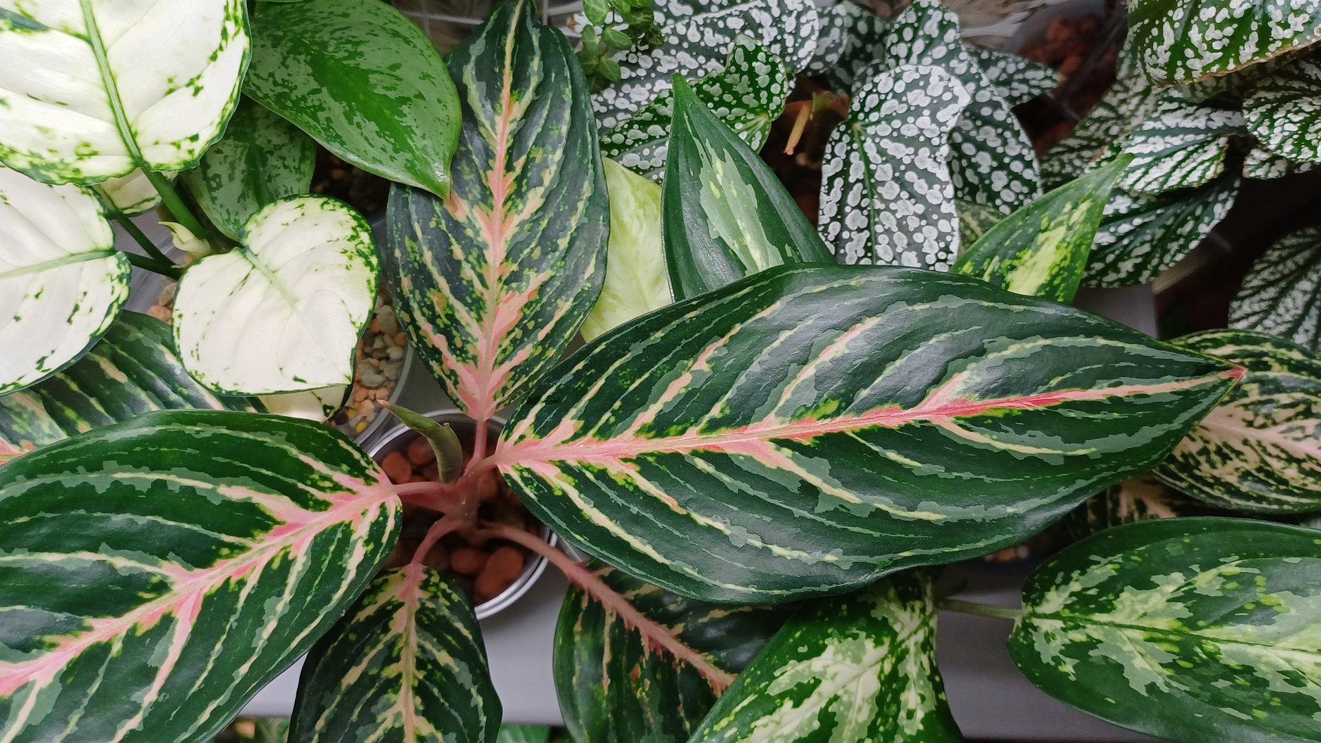 Комнатные растения🌹🌿🌹🌿🌹Обзор-болталка☀️❄️🌲 смотреть онлайн