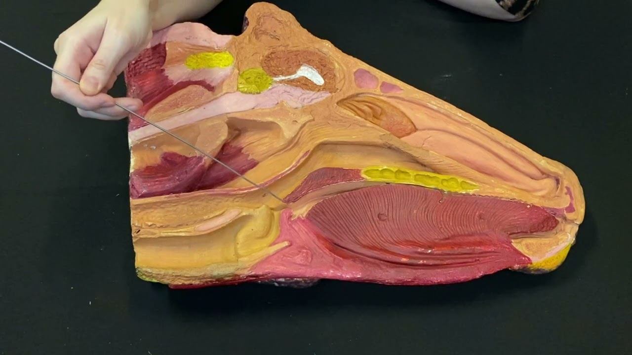 Акт глотания