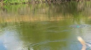 БЕШЕНЫЙ КЛЁВ КАРАСЯ ПО ЗАКАЗУ ЖЕНЫ. НАКОРМИЛ СЕМЬЮ КАРАСЯМИ. Весенняя рыбалка.