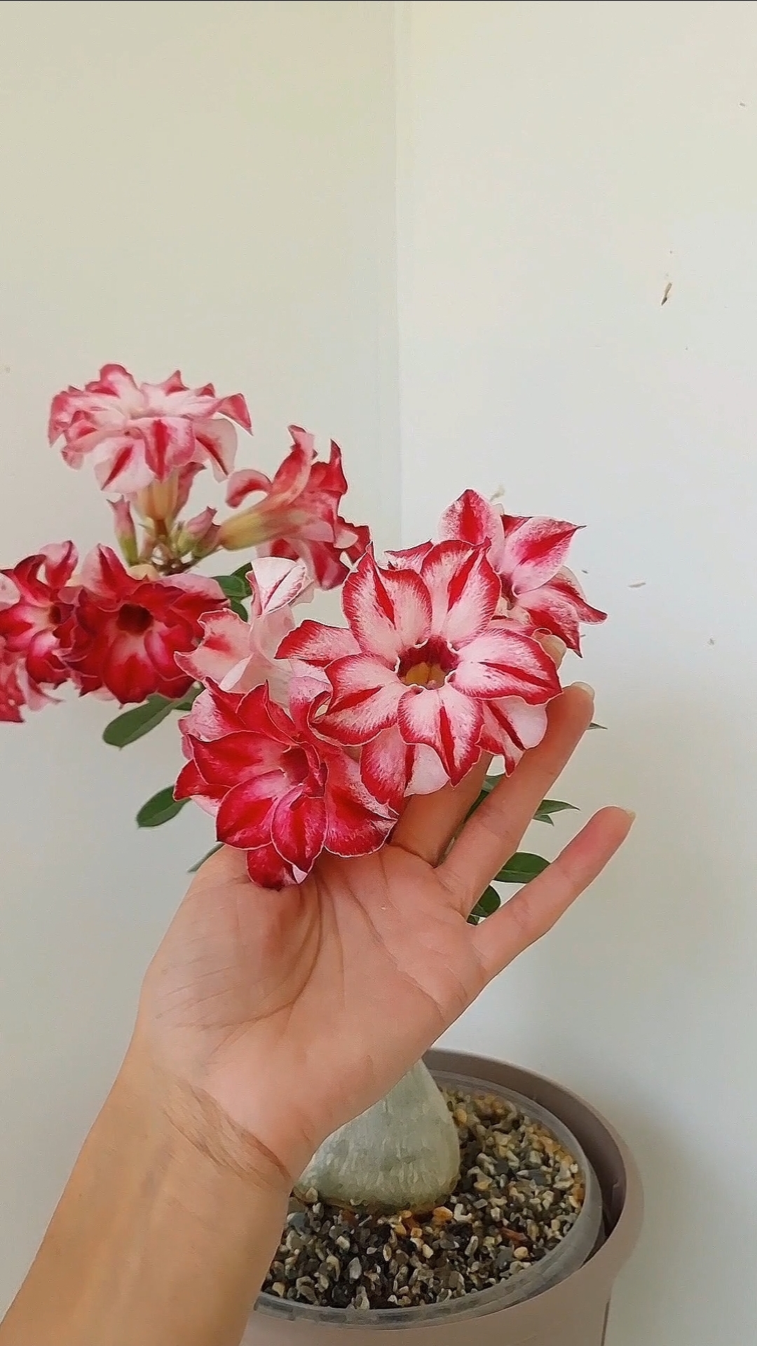 Адениум Ветер перемен. Такое название получил, потому что цветет по-разному(по настроению, видимо😁) смотреть онлайн