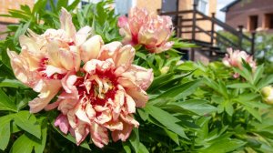 Цветение пионов. Июнь 2025.