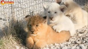 Мама Лейла выгуливает разноцветных львят. Львята все смелее. Тайган. 2020