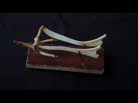 Строение подъязычной кости лошади