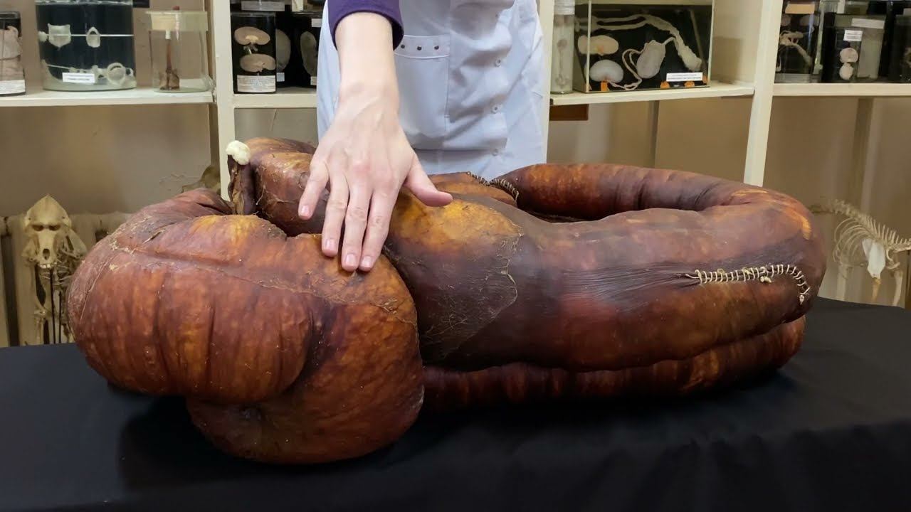 Ободочная кишка лошади