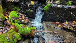Симфония пения лесных птиц 🎶 • Расслабляющий звуковой ландшафт для глубокого сна