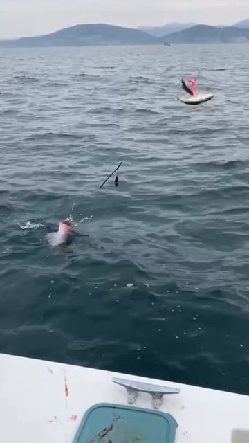 Мы хотели его отпустить. смотреть онлайн