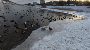 г. Дивногорск, набережная река Енисей, Красноярский край январь 2026г.