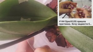#152 ОрхоVLOG посадка верхушки без тургора. Опрыскивание и полив для наращивания корней.
