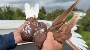 Николаевские голуби. Лето 2025. 8 (915) 551-84-41. 11 авг. 2025.