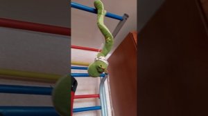 НОВОГОДНИЙ ВЫПУСК🎁🎁🎁!!! Мурка и Мася. Вы сегодня спокойно провели время⏰???