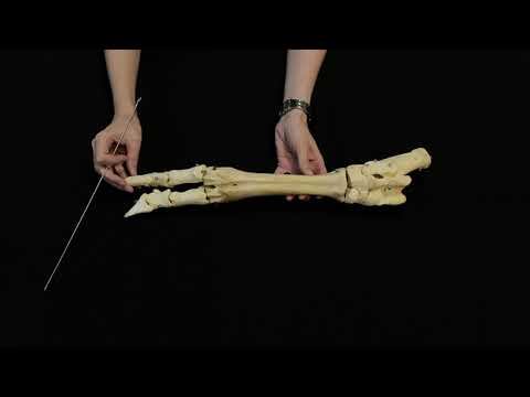 Строение стопы крупного рогатого скота