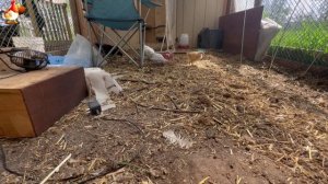 Любовь птицевода к Курочкам 🐥🐔🥚 Нежное видео 🐓 Версия (104)