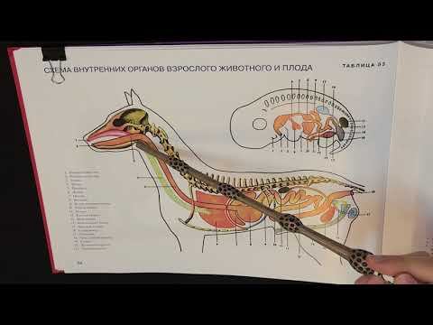 Строение и видовые особенности трахеи