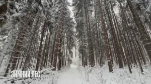 Зимний лес