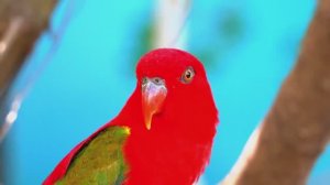 МУЗЫКА, ДАРУЮЩАЯ ПОКОЙ: ДЛЯ ДУШИ И СПОКОЙНОГО СНА