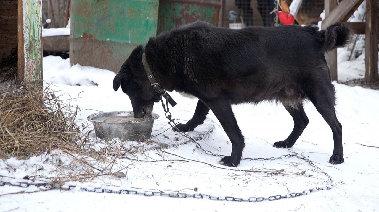Ситуация с водой в приюте «Спас» смотреть онлайн