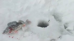 рыбалка  окунь гигант монстр как ловить