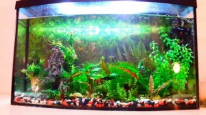 Аквариумные болезни! Как лечить рыбок от грибкового заболевания?