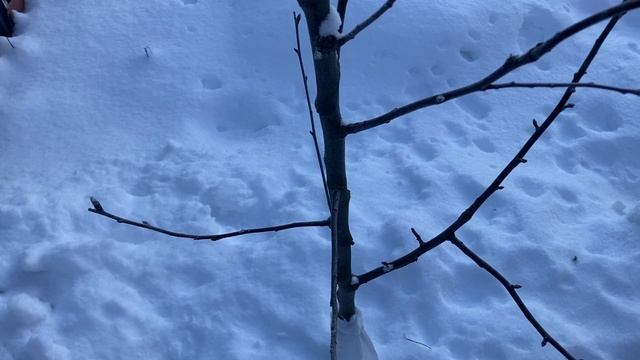 Яблоню посадили неправильно. смотреть онлайн