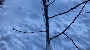 Яблоню посадили неправильно.