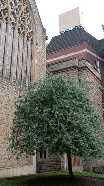 Сад Церкви Непорочного зачатия (The Garden of The Catholic Church of the Immaculate Conception)