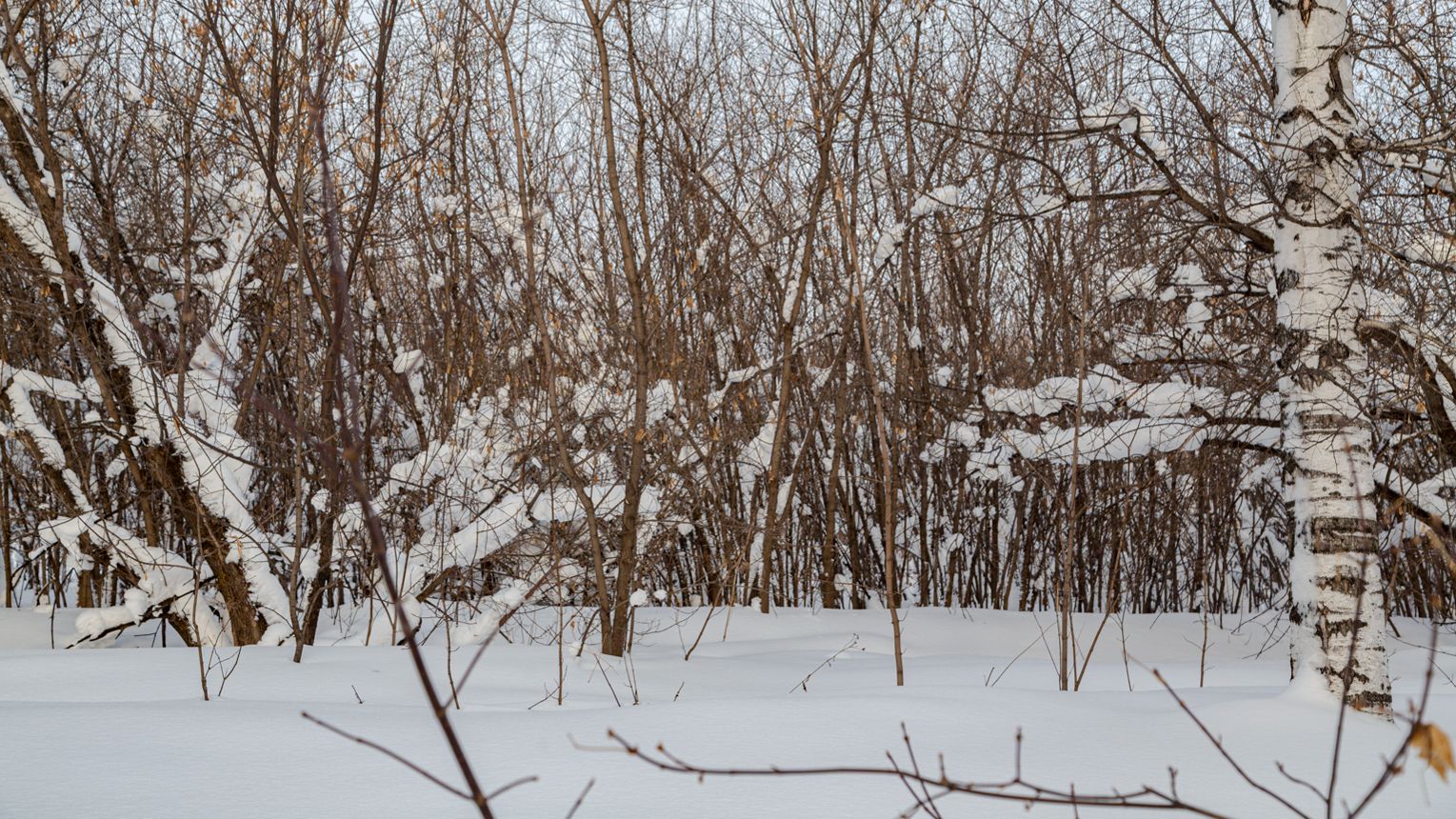 Листвяги смотреть онлайн