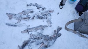 За щукой. Перволедье 26. Ленобласть