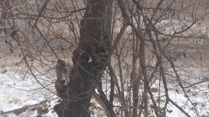 У всех на деревьях птички,а у меня коты😅