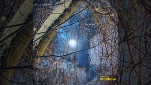 MoShow_20260105T054914.mp4