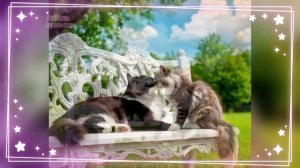 Доброе утро. 🐈Красивое видео. Милые кошечки.  Музыкальная открытка. Автор Кодяшкина Надежда.