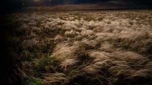 То не ветер ветку клонит .