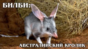 Кроличий Бандикут: Австралийский Кролик | Интересные факты про животных