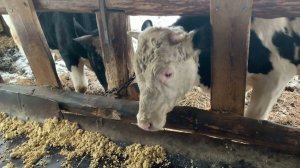 Бычки полюбили картошку.