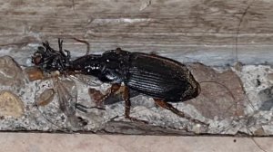 Doomer music vol.2 little world Ashkadar