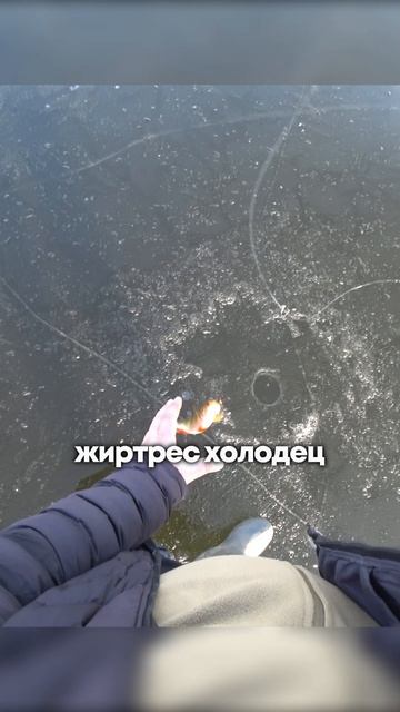 РАЗДАЧА ПОЛОСАТОГО! #shorts #рыбалка #fishing #рыба #fish #эдвардкосичка #природа #nature #отдых смотреть онлайн