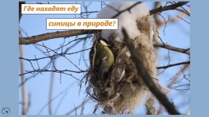 Где находят еду зимой синицы в природе? Насекомых в гнезде иволги, к примеру