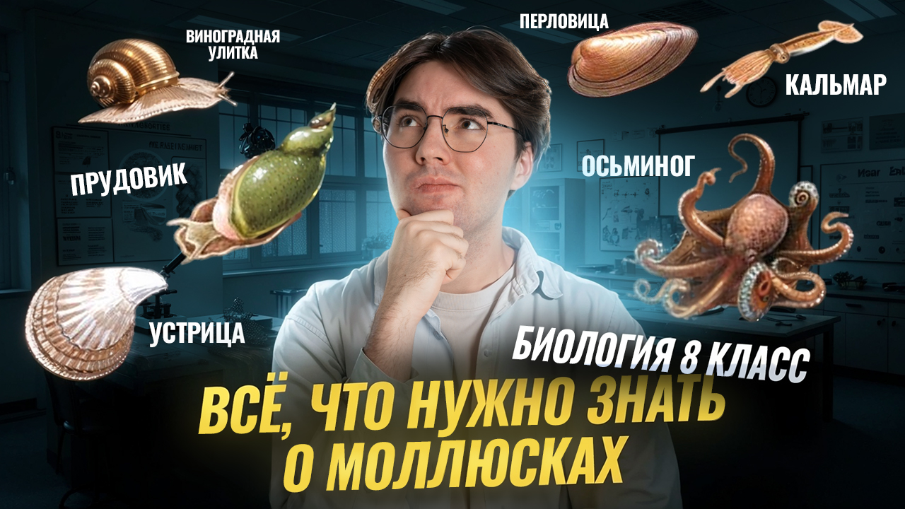 Моллюски: классы, описание, разбор системы I Разбор беспозвоночных смотреть онлайн