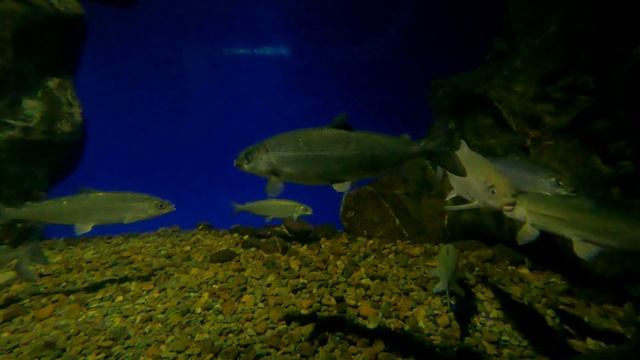 Байкальский музей, Иркутская область 2022г. смотреть онлайн