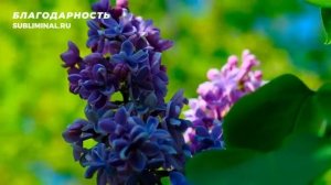 Благодарность*Ощущение Благодарности*Скрытые Аффирмации*Саблиминал