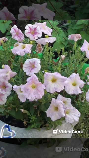 моя дача 🥒 смотреть онлайн