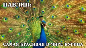 Павлин: Самая Красивая "Курица" | Интересные факты про птиц