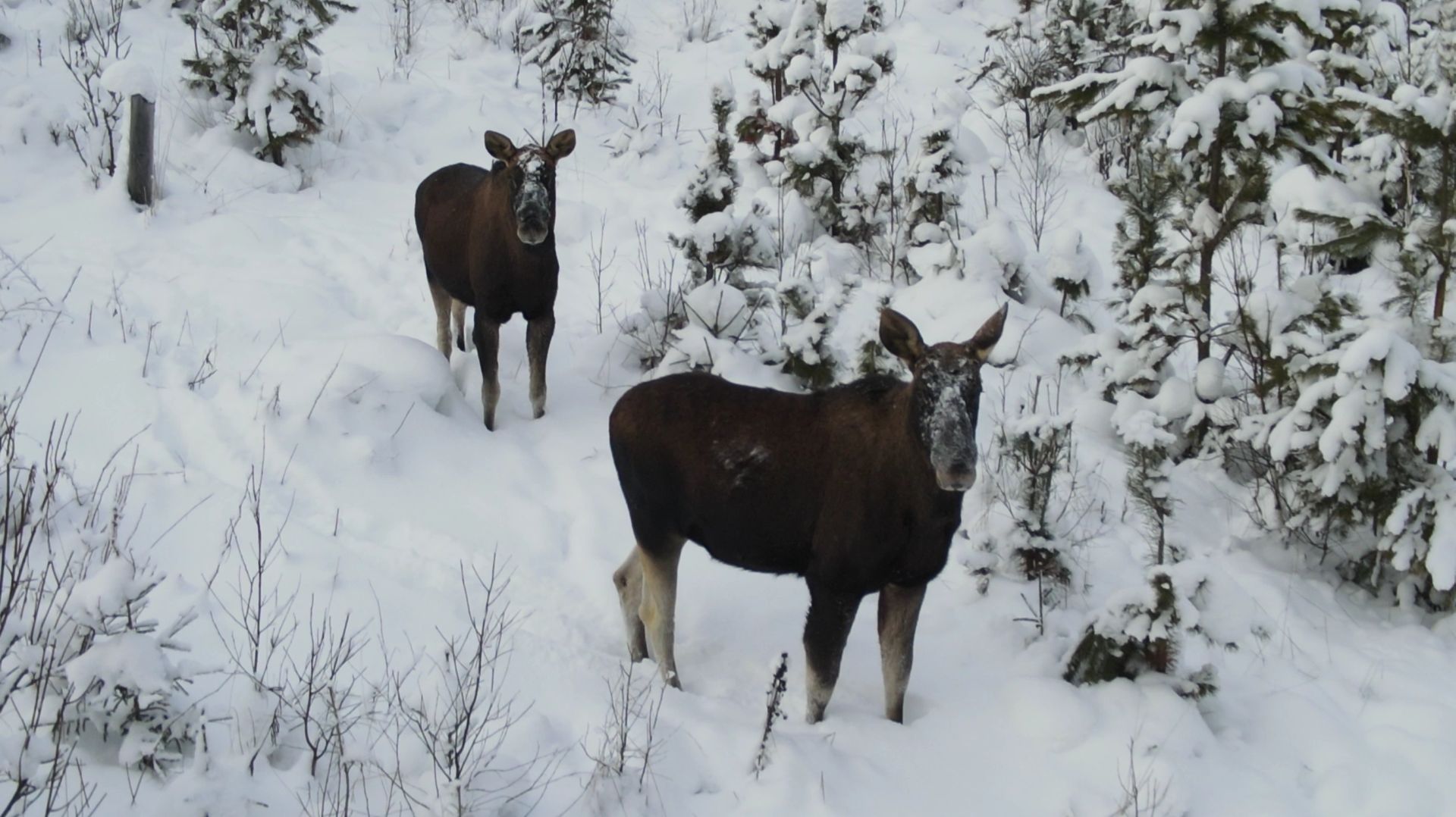 Три друга смотреть онлайн