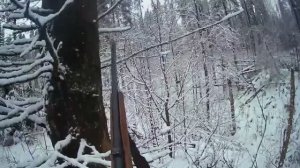 Охота на лося с лайкой. Лось выбежал на меня. Хороший бык